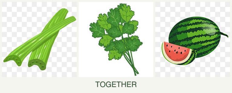 Can you plant celery, cilantro and melons together?