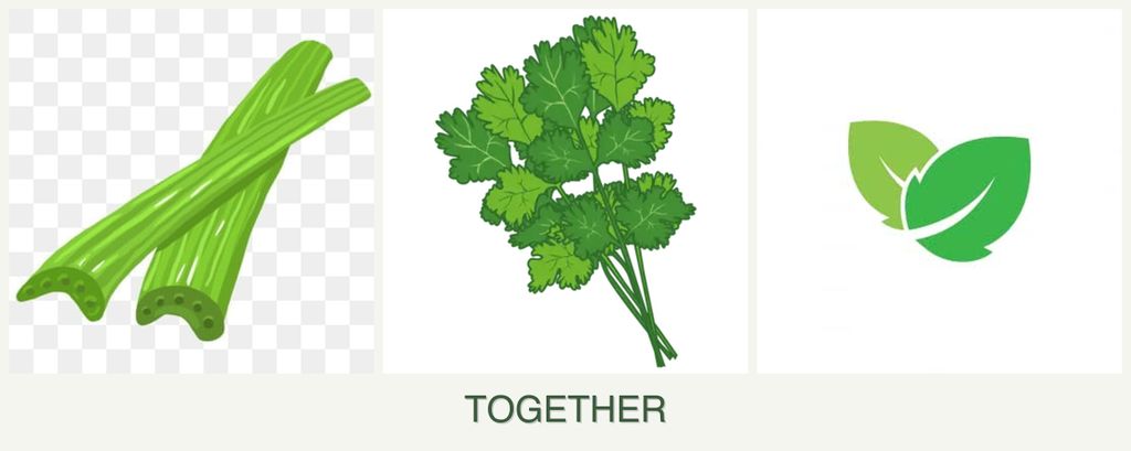 Can you plant celery, cilantro and mint together?