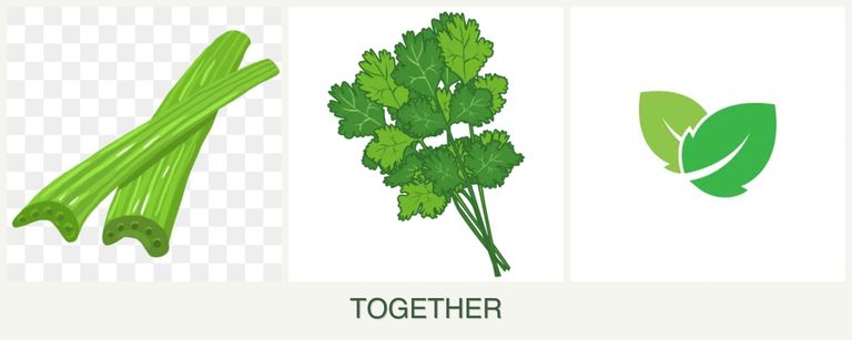 Can you plant celery, cilantro and mint together?