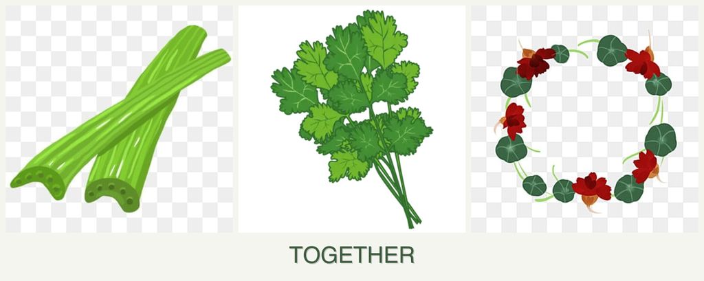 Can you plant celery, cilantro and nasturtiums together?