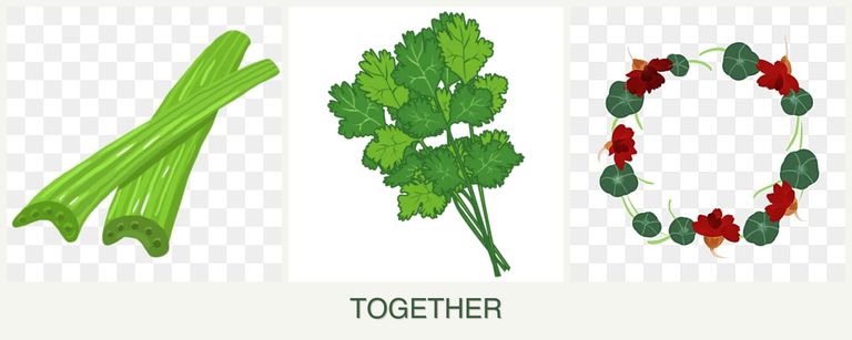 Can you plant celery, cilantro and nasturtiums together?