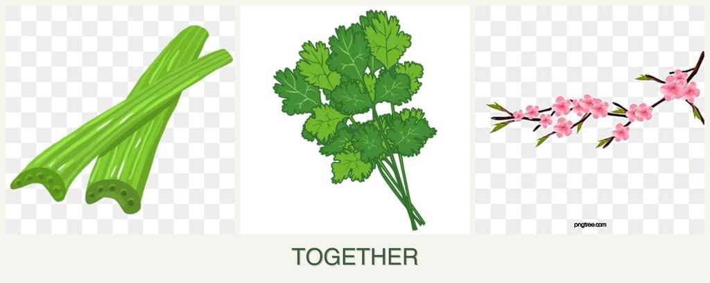 Can you plant celery, cilantro and peaches together?