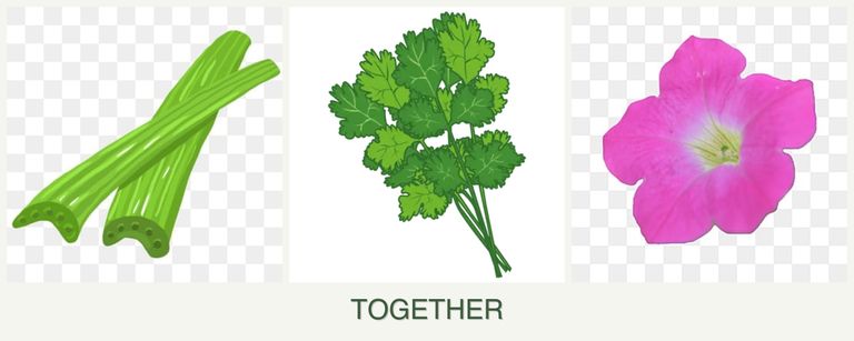Can you plant celery, cilantro and petunias together?