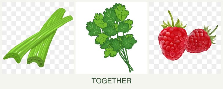 Can you plant celery, cilantro and raspberries together?