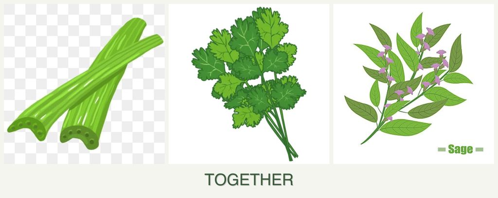 Can you plant celery, cilantro and sage together?