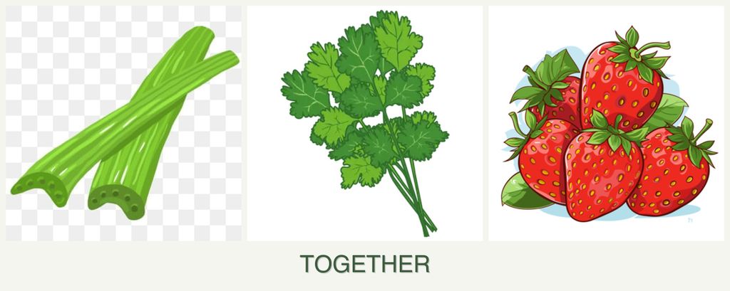 Can you plant celery, cilantro and strawberries together?