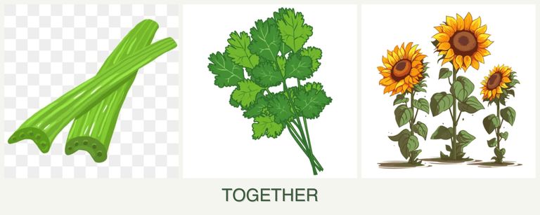 Can you plant celery, cilantro and sunflowers together?