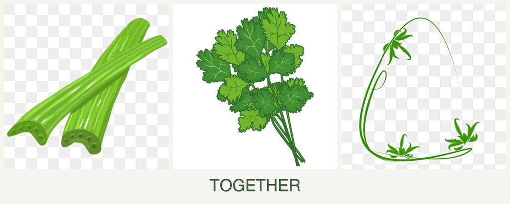 Can you plant celery, cilantro and tarragon together?