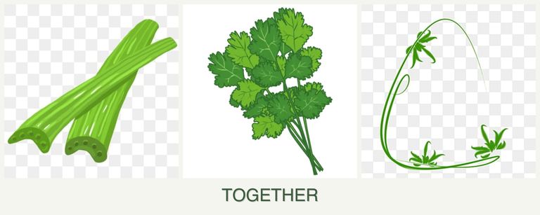 Can you plant celery, cilantro and tarragon together?