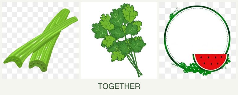 Can you plant celery, cilantro and watermelons together?