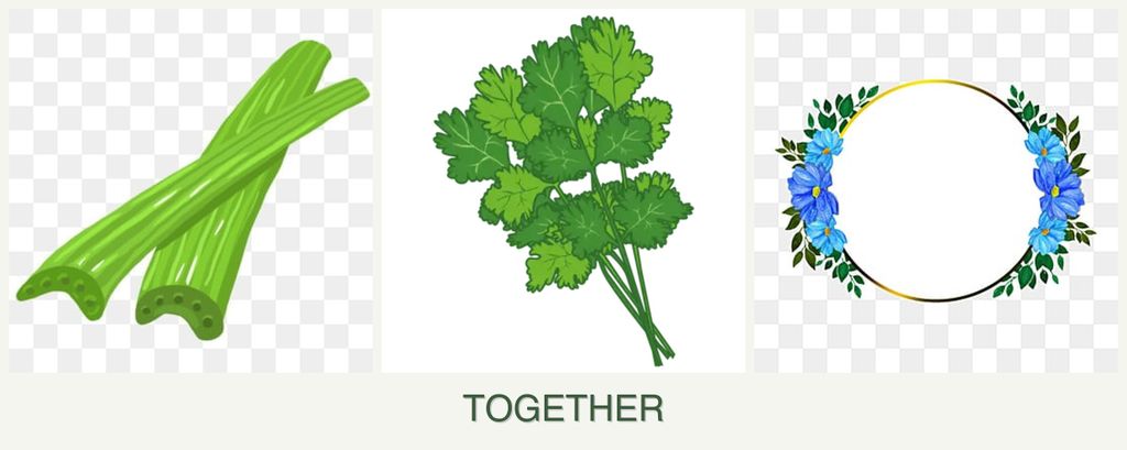 Can you plant celery, cilantro and zinnias together?