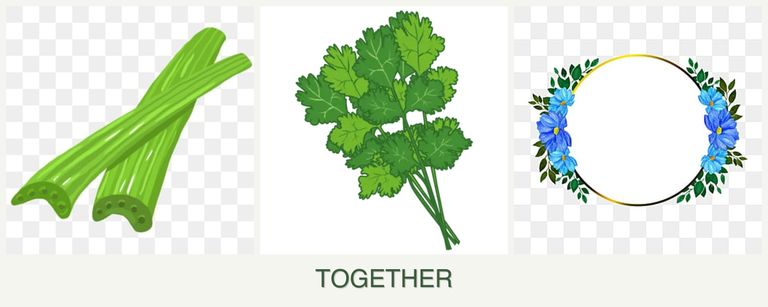 Can you plant celery, cilantro and zinnias together?