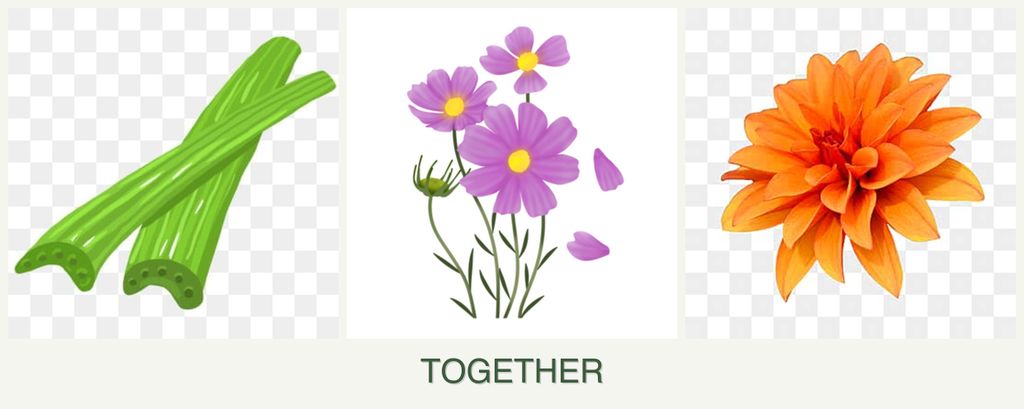 Can you plant celery, cosmos and dahlias together?
