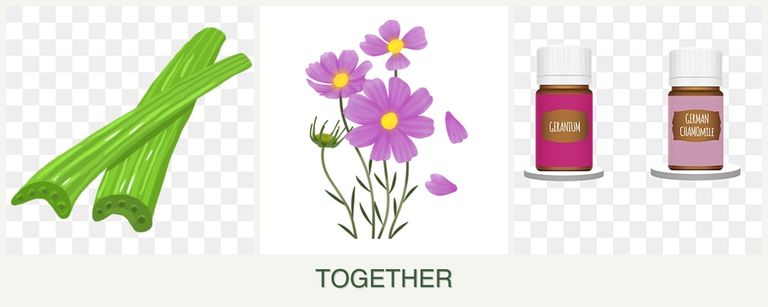 Can you plant celery, cosmos and geraniums together?