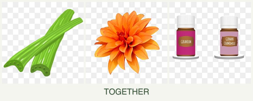 Can you plant celery, dahlias and geraniums together?