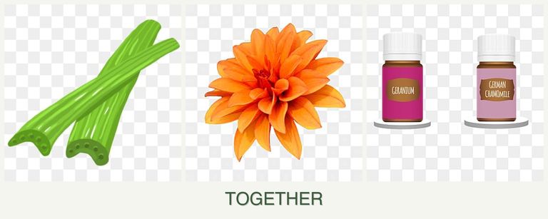 Can you plant celery, dahlias and geraniums together?