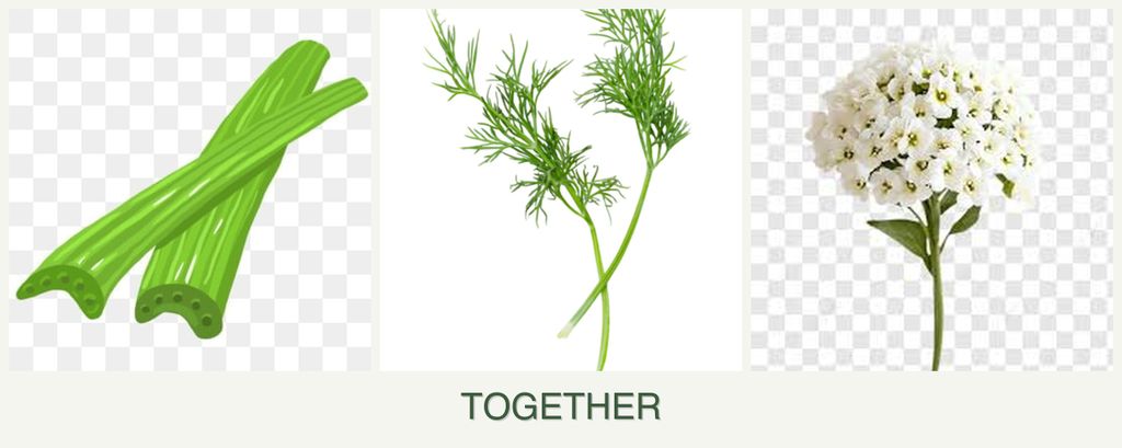Can you plant celery, dill and alyssum together?