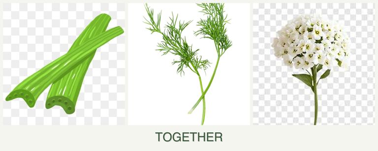 Can you plant celery, dill and alyssum together?