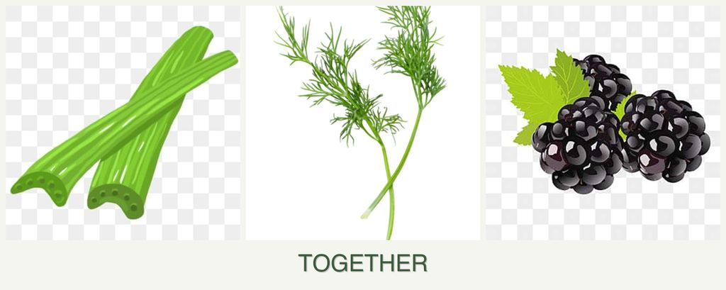 Can you plant celery, dill and blackberries together?
