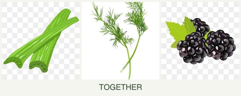 Can you plant celery, dill and blackberries together?