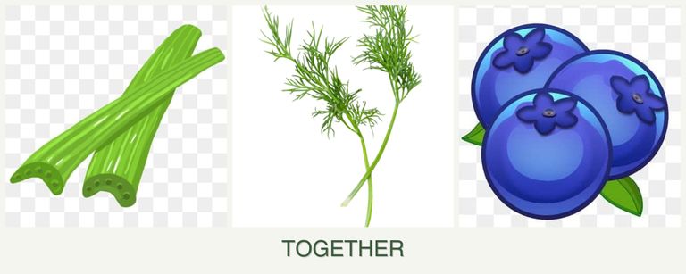 Can you plant celery, dill and blueberries together?