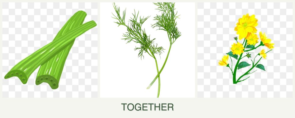 Can you plant celery, dill and calendula together?
