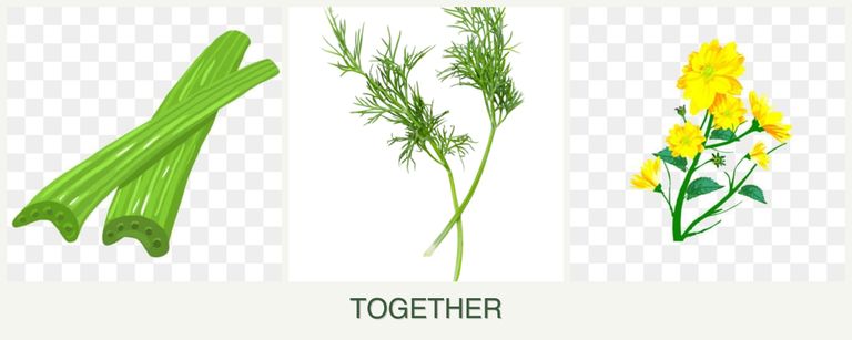 Can you plant celery, dill and calendula together?