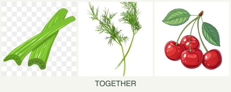 Can you plant celery, dill and cherries together?