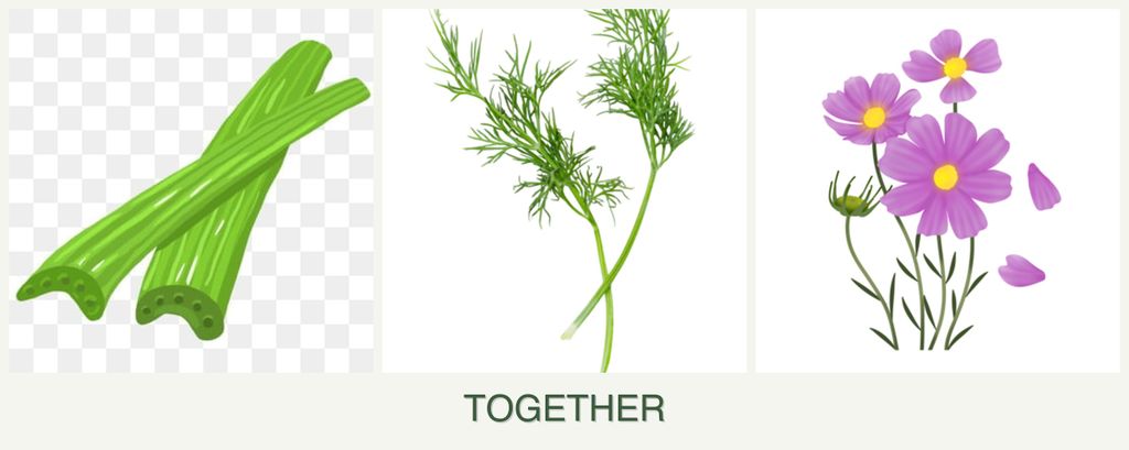 Can you plant celery, dill and cosmos together?