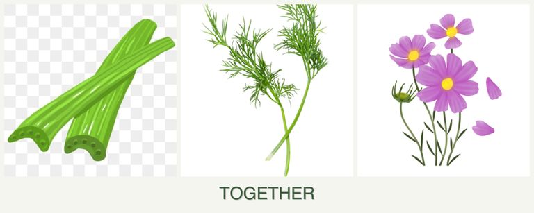 Can you plant celery, dill and cosmos together?