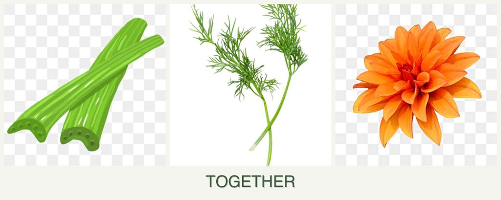 Can you plant celery, dill and dahlias together?