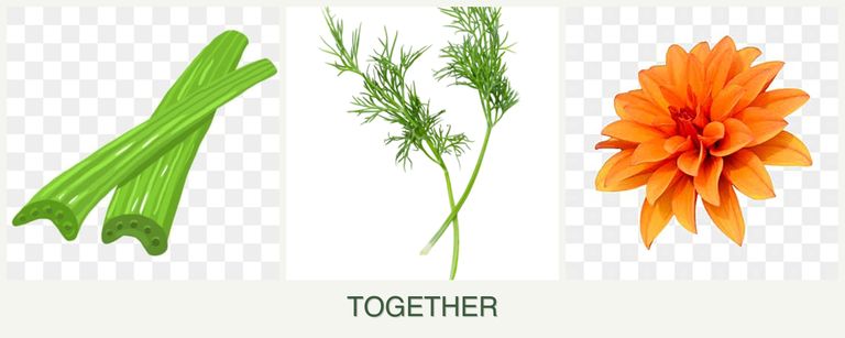 Can you plant celery, dill and dahlias together?