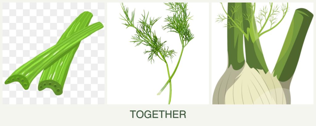 Can you plant celery, dill and fennel together?