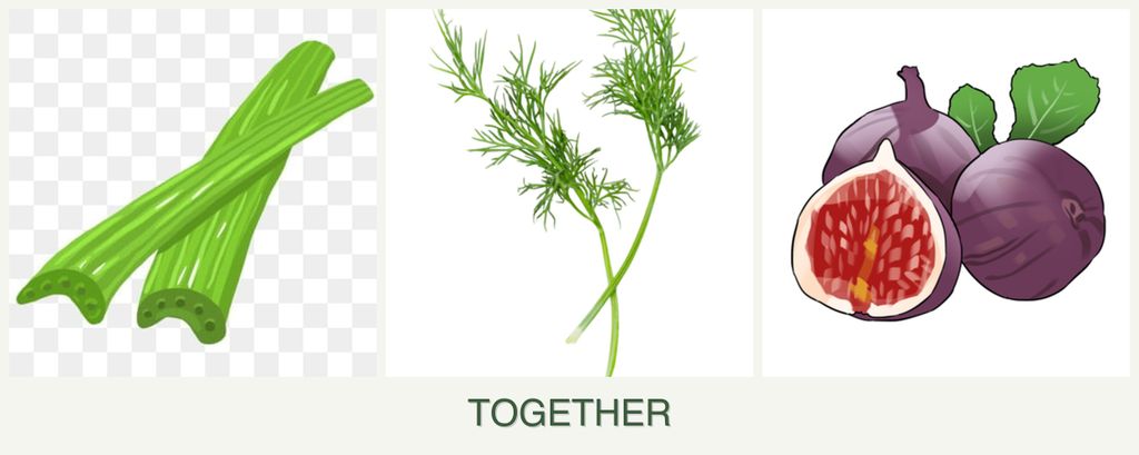 Can you plant celery, dill and figs together?