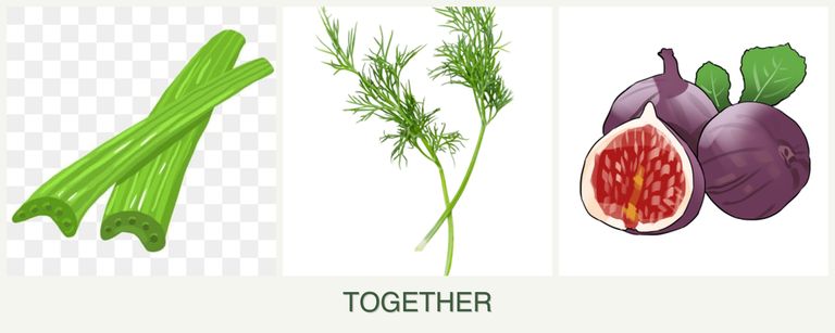 Can you plant celery, dill and figs together?