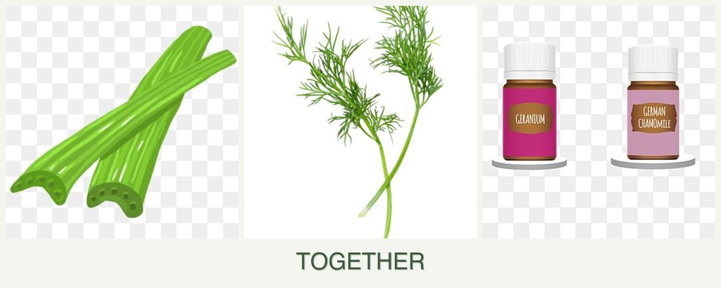 Can you plant celery, dill and geraniums together?