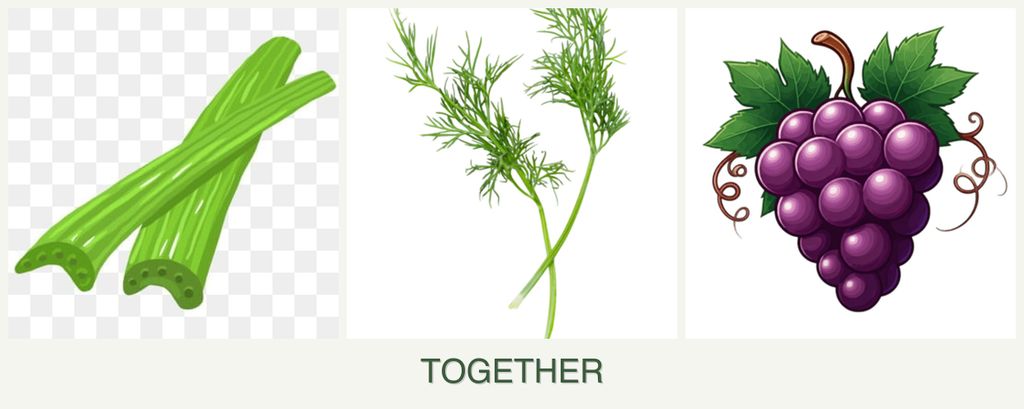 Can you plant celery, dill and grapes together?