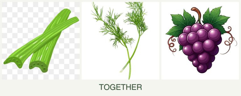 Can you plant celery, dill and grapes together?