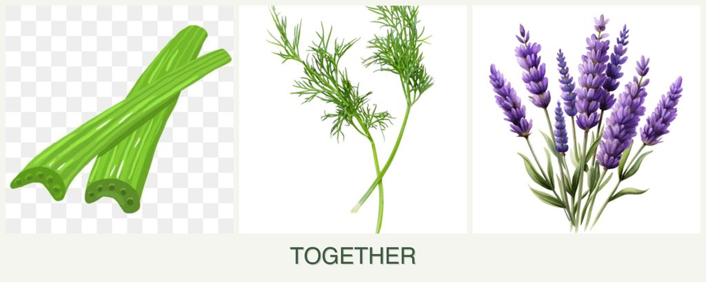 Can you plant celery, dill and lavender together?