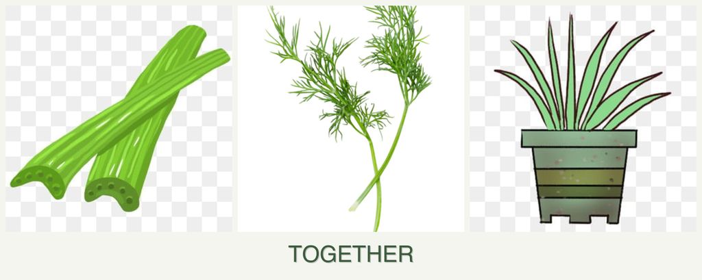 Can you plant celery, dill and lemongrass together?