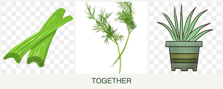 Can you plant celery, dill and lemongrass together?