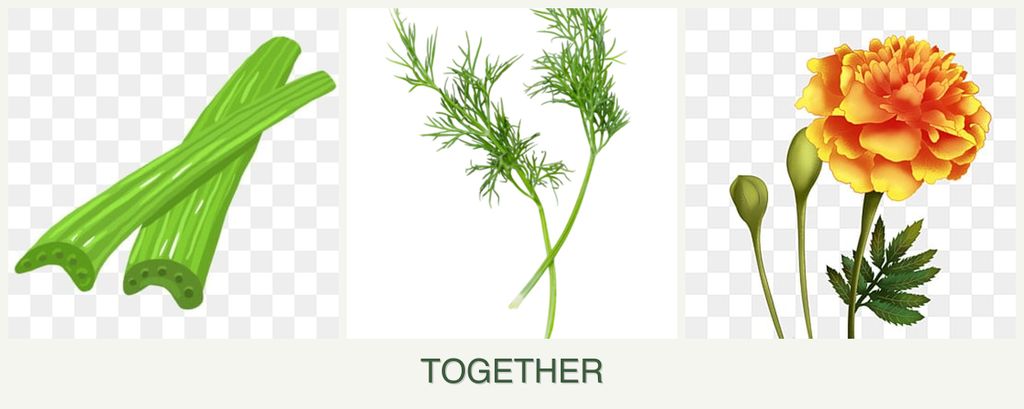 Can you plant celery, dill and marigolds together?