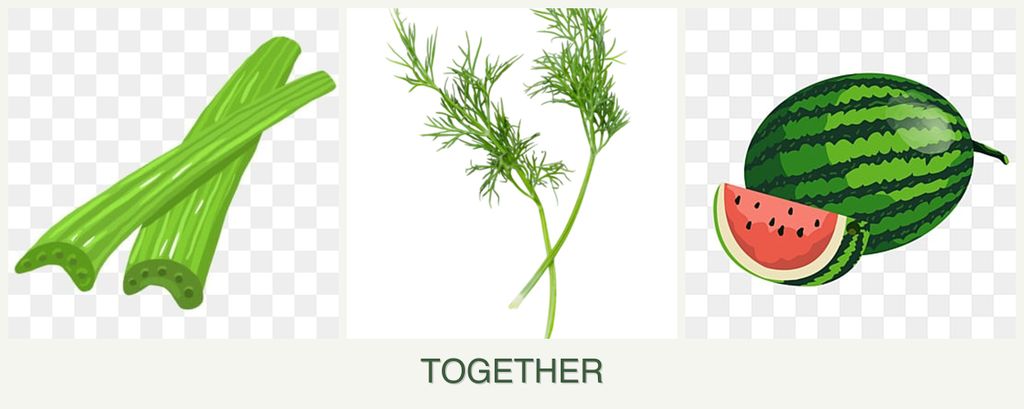 Can you plant celery, dill and melons together?
