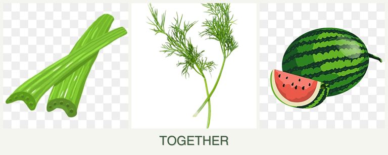Can you plant celery, dill and melons together?
