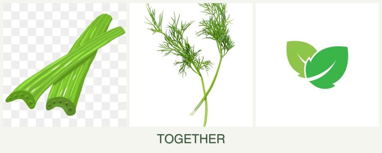 Can you plant celery, dill and mint together?