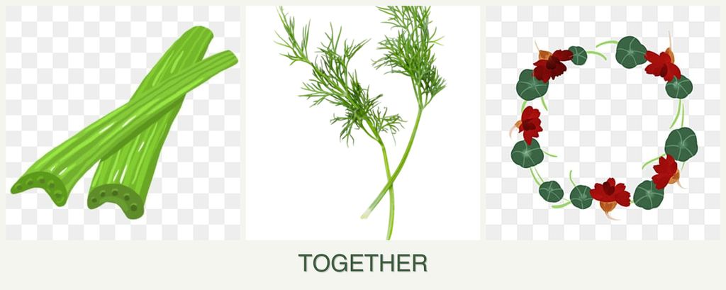 Can you plant celery, dill and nasturtiums together?