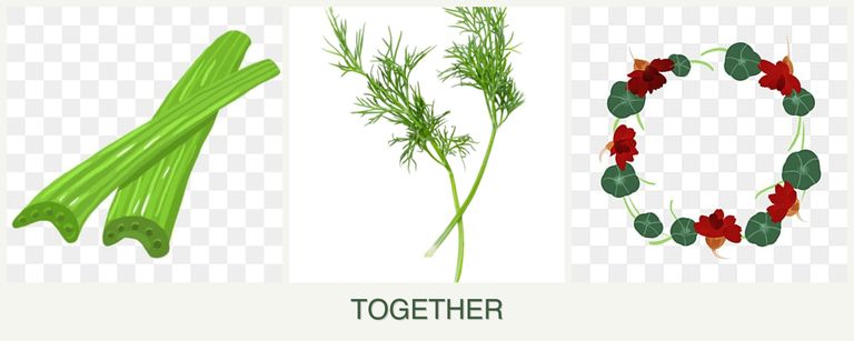 Can you plant celery, dill and nasturtiums together?