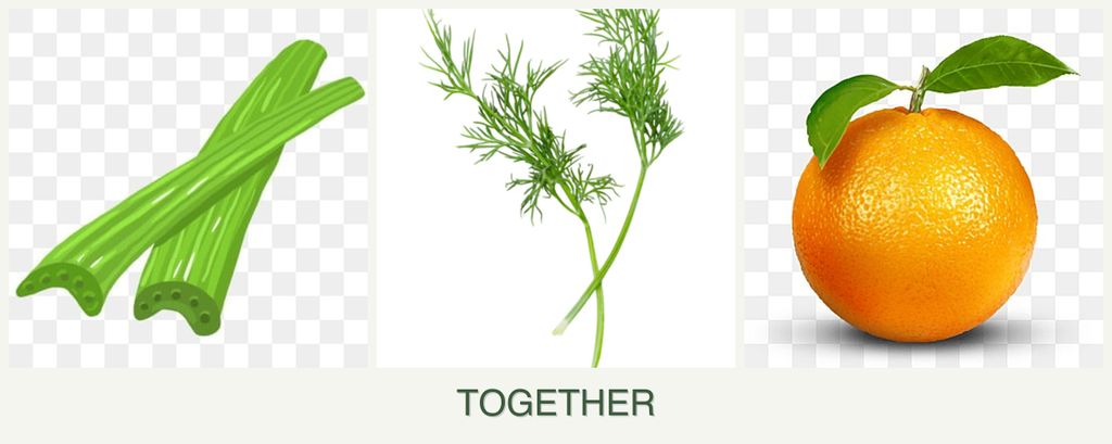 Can you plant celery, dill and oranges together?