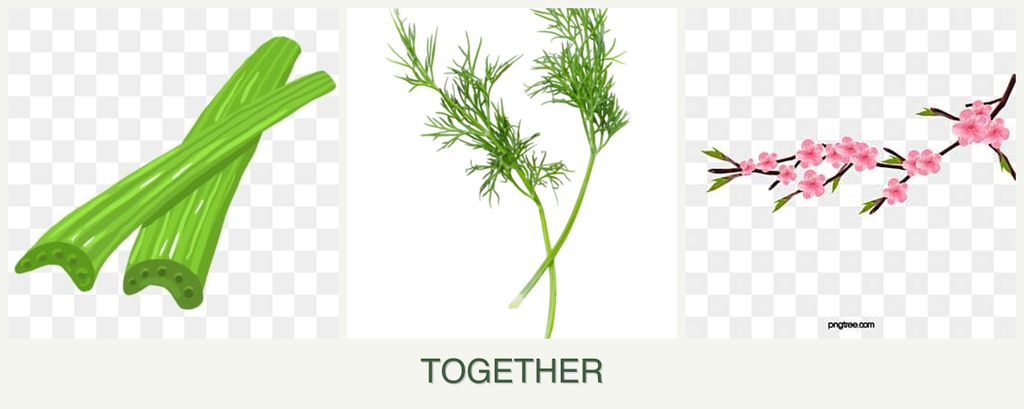 Can you plant celery, dill and peaches together?