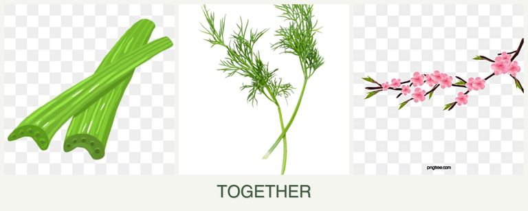 Can you plant celery, dill and peaches together?